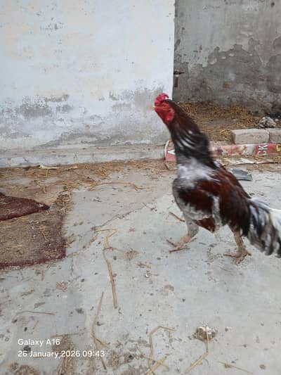 aseel for sale breeder pair