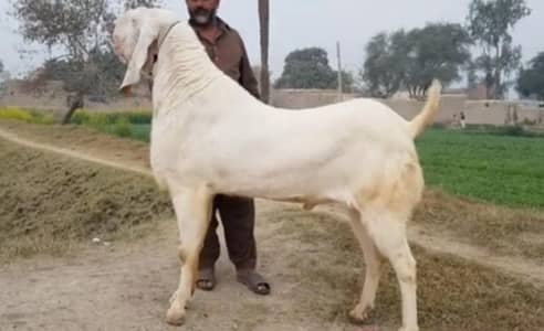 desi Bakra for sale WhatsApp_" 03274970754)