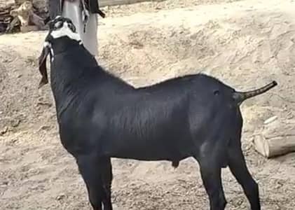 desi Bakra for sale WhatsApp (03487390292)