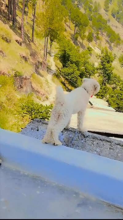 Poodle High quality breader pair available urgent for sale