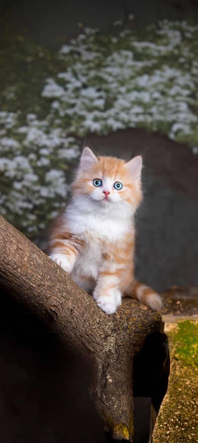 only female inbox ao spA