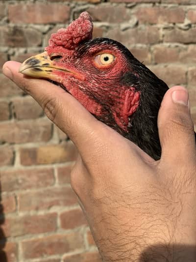 Mushka aseel for sale