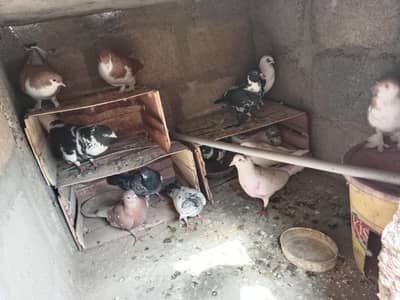 fancy and pati Wala mix pigeon 14 pices