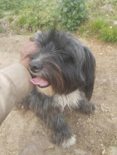 Catalan SheepDog Available For Sale