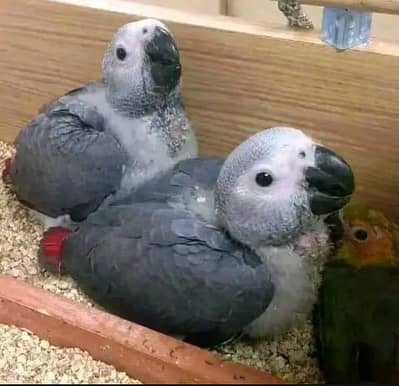 African grey parrot cheeks for sale 0323/2838/500