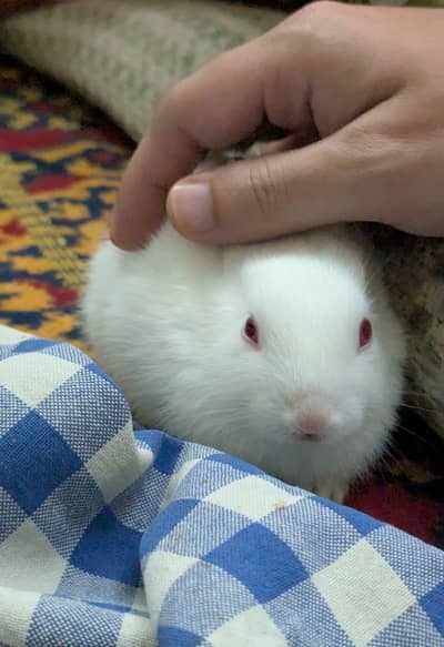 Pair of rabbits (Male & Female)