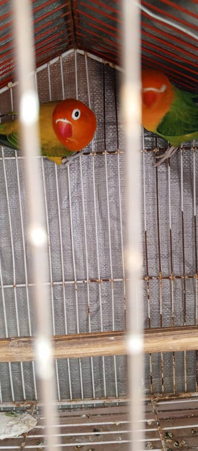 green opline birds pair