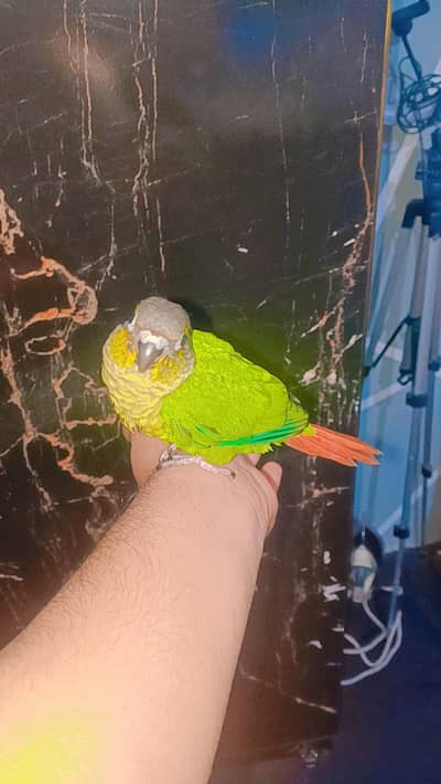 Green chick conure handtame chick for sale ready to self