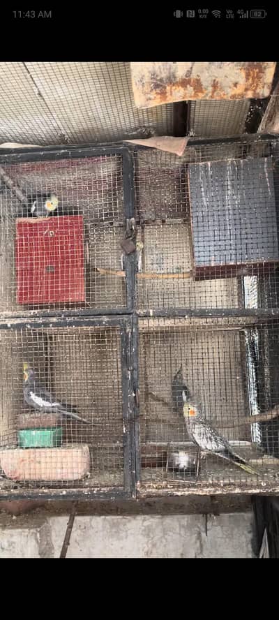 2 cocktail pair with chik