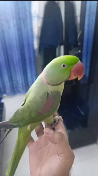 Raw/kashmiri/Pahari 03190150180