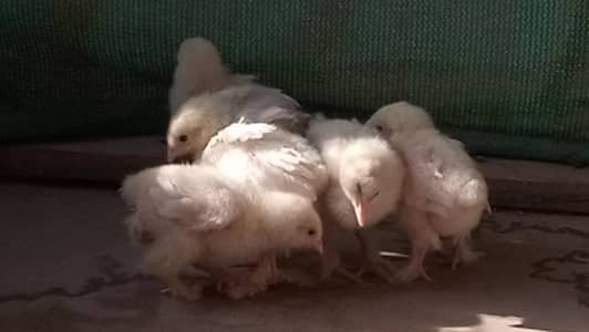 white heavy buff Cochin chick