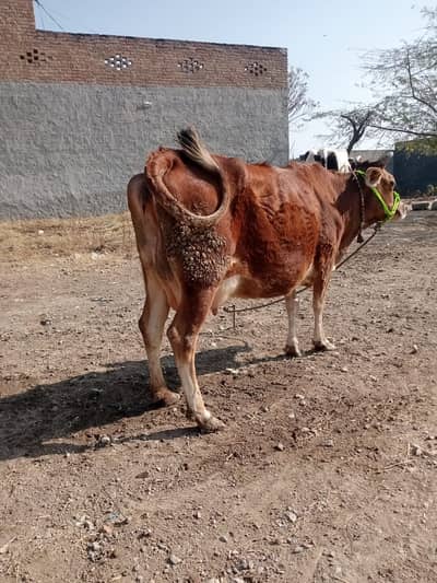 jersy fresian cross | milking cow | bachri | cross breed cow for sale