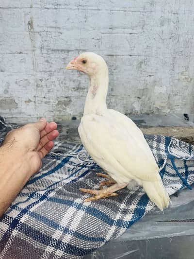 Heera aseel paper white blue eyes chicks