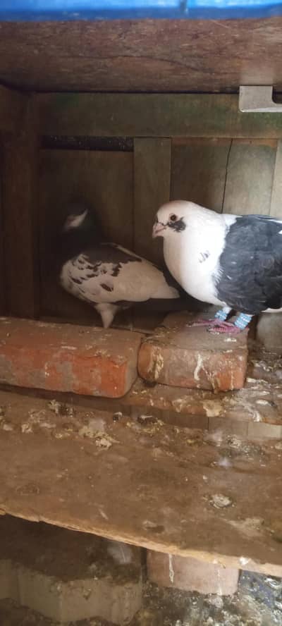 kabootar pair forsale