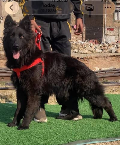 Black German shepherd proper long coat male 5 month age available