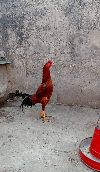 Healthy and Active urgent sell   03032507611