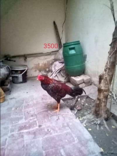 whatsapp number par rabta kara 03116836649