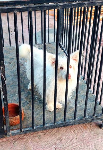 Russian male pink nose