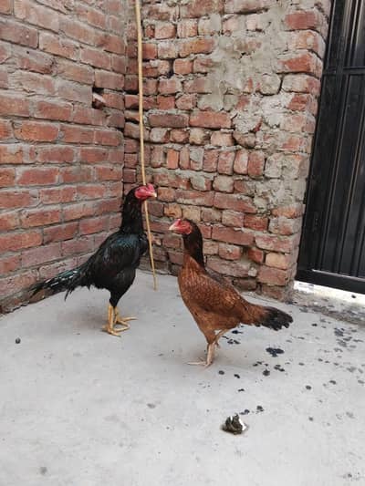 full active & healthy price Kam ho jay GE