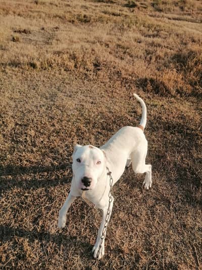 Bully Gultair for sale