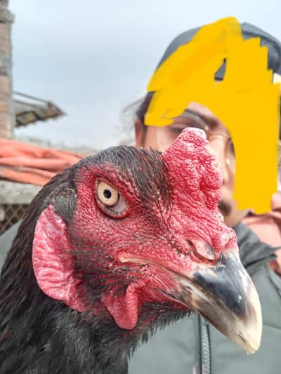 mushka aseel 03011086657