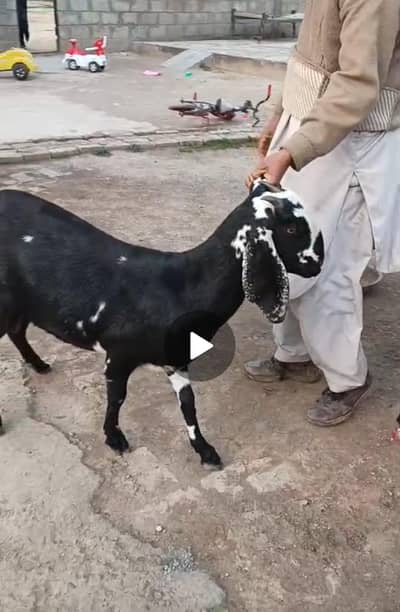 gaban bakri cross bettal