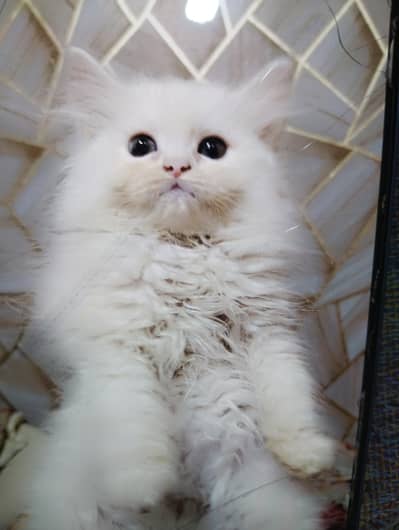 Persian kitten| triple coated |Fluffy Kitten | calico | semi punch|