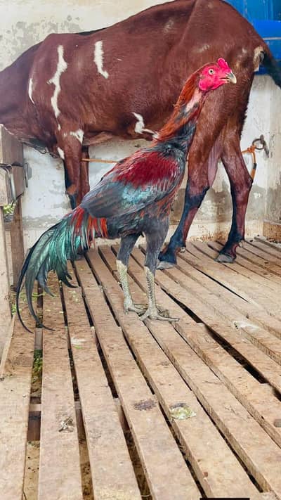 pure thai murga age 2.5 year, murgi ke age 1.5 year