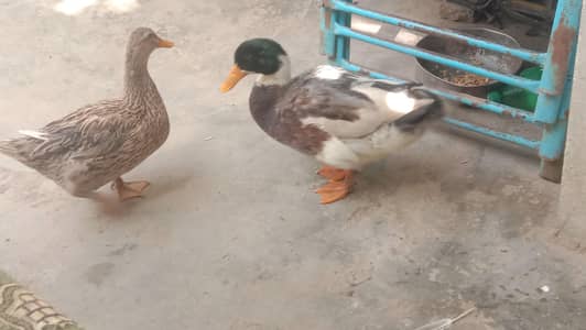 Ducks pair available for sale