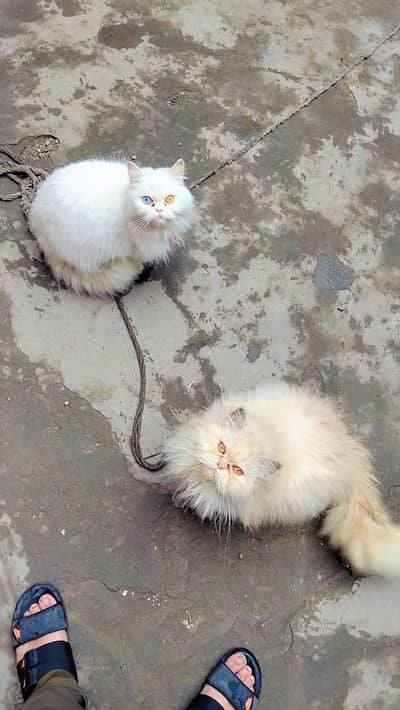 Cute Persian Cat pair for sale