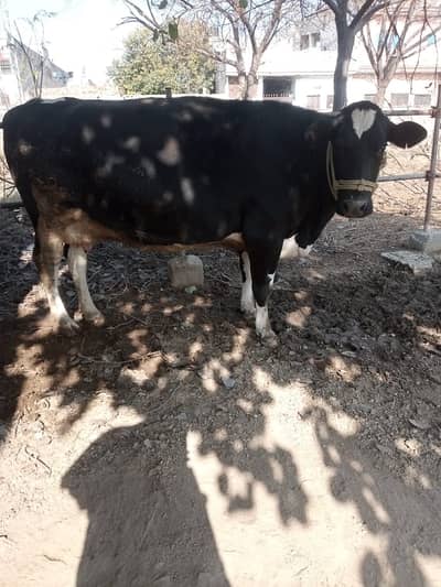 imported breed Cow For sale / 6 DANT