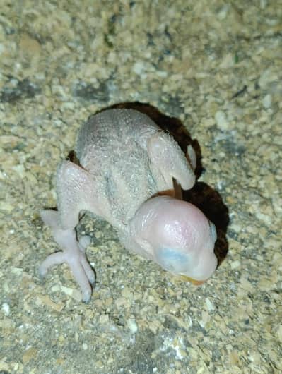 Pahari parrot Kashmiri raw chic chick baby