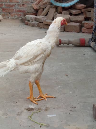 White Shamoo Cross Patha and Cheena Aseel Rooster for Sale