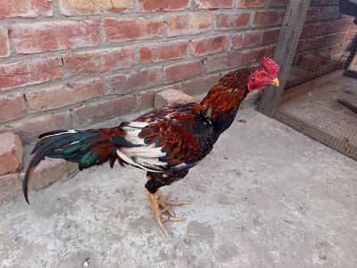 Cheena Aseel Rooster for Sale