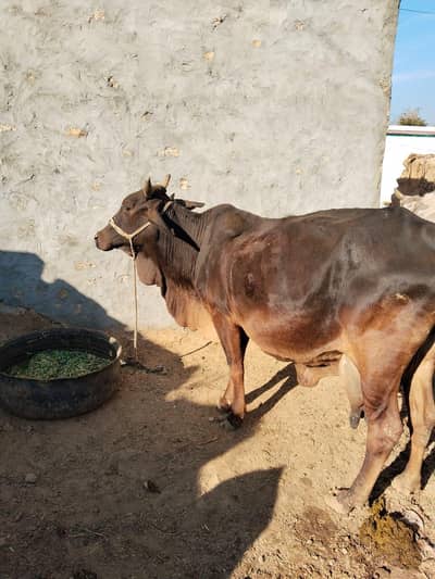 Cholistani cow for sale