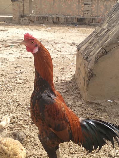 آسِیل میناوالی نسل کا نر مرغا برائے فروخت ہے