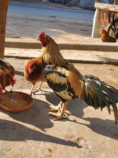 aseel Jawa Morga for sell