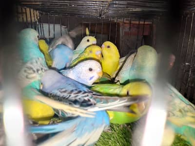 colorfull budgies phatty