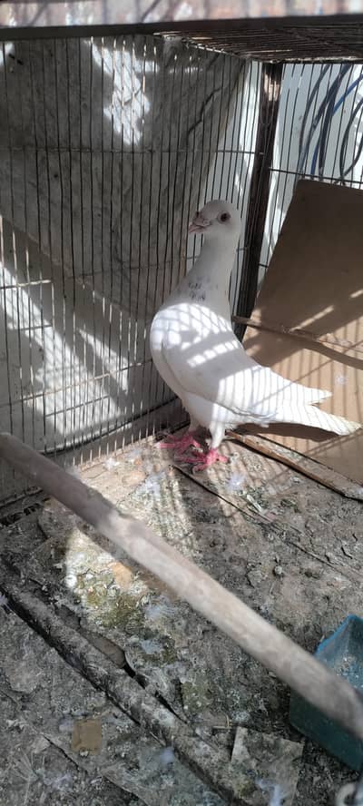 male German beauty pigeon