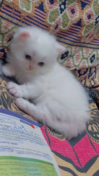 2 triple coated white person kittens