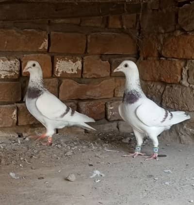 Es trha ka pair ya female required Kise b Bahi k pas to rabta kry