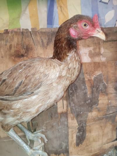 aseel murgi aur misri murga