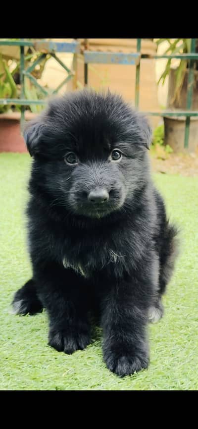 Black German shepherd puppies