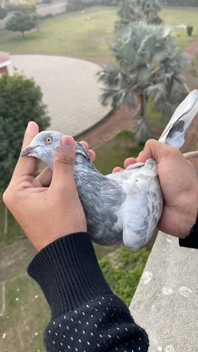 Salata narr breeder available granty