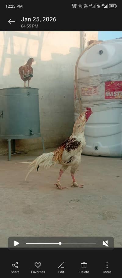 Mashallah Miawnwali patha fo sale