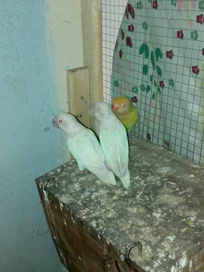 Albino breeder pair and single cremino female