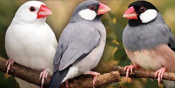 Java Finches Colony 40 pieces