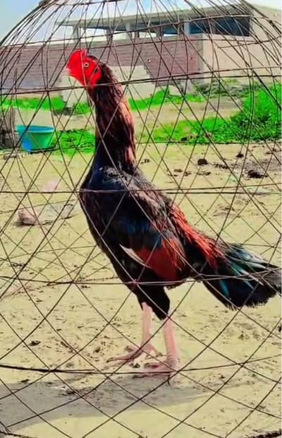 Aseel | Mianwali Aseel | Pakistani Aseel | Aseel Murgay