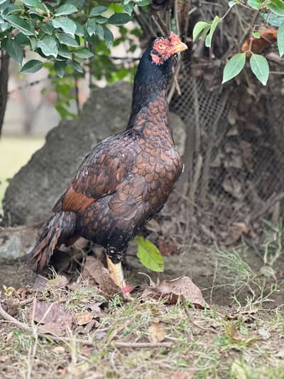 Aseel high quality madi