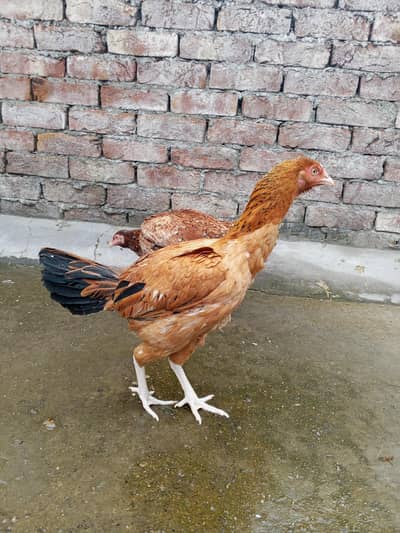 2 Aseel hens pure heera cross ma, breeding k liya full ready